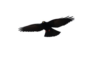 Black Bird clipart