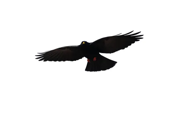 Schwarzer Vogel — Stockfoto