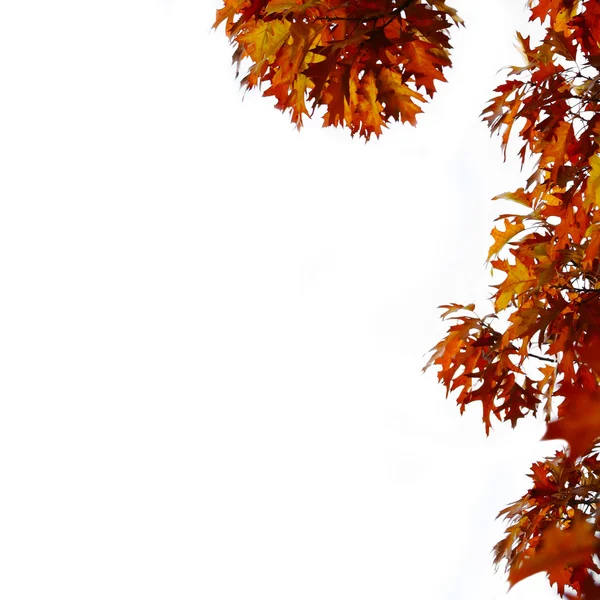 Camino libre con hojas — Foto de Stock