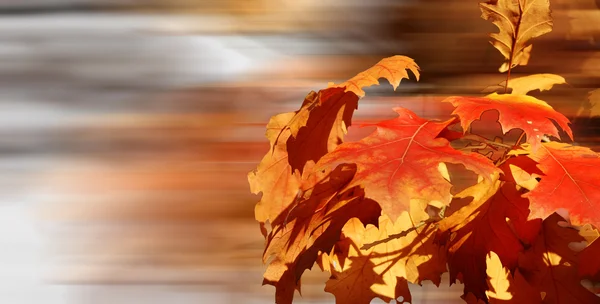 ใบไม้สีทอง — ภาพถ่ายสต็อก