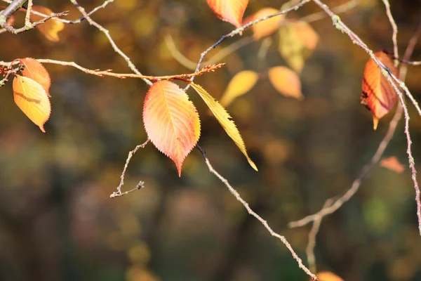 stock image Pair of leaves in autumn