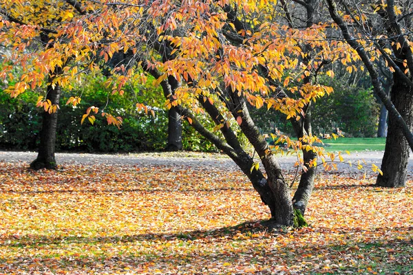 Park na podzim — Stock fotografie