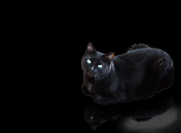 Black Kitty — Stock Photo, Image