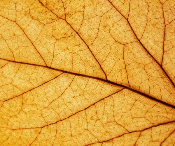 Осенняя текстура — стоковое фото