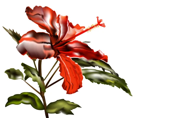 Chinese rose-gibiskus — Stock Photo, Image