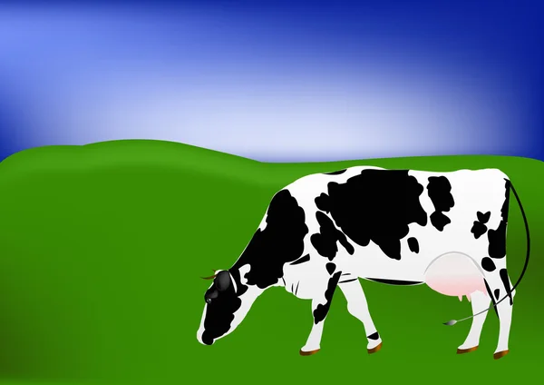 Kuh der Milchrasse — Stockfoto