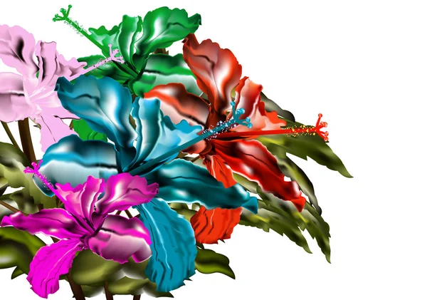 Chinese rose-gibiskus — Stock Photo, Image
