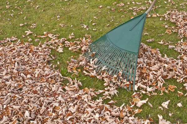 stock image Rake, fall gardening work.