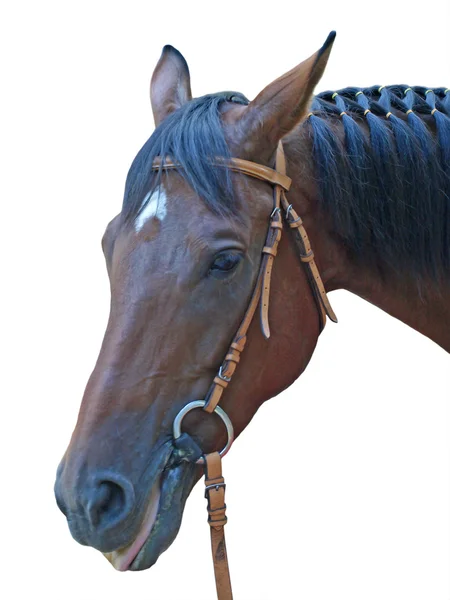 Kopf des braunen Pferdes — Stockfoto