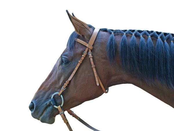 Kopf des braunen Pferdes. — Stockfoto