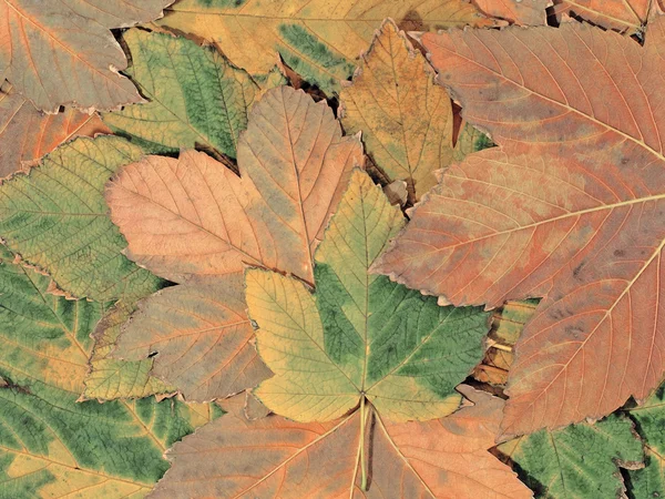 Herbstahorn. — Stockfoto