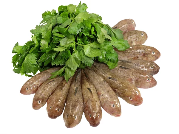 Čerstvé ryby řádků a zelený celer. — Stock fotografie