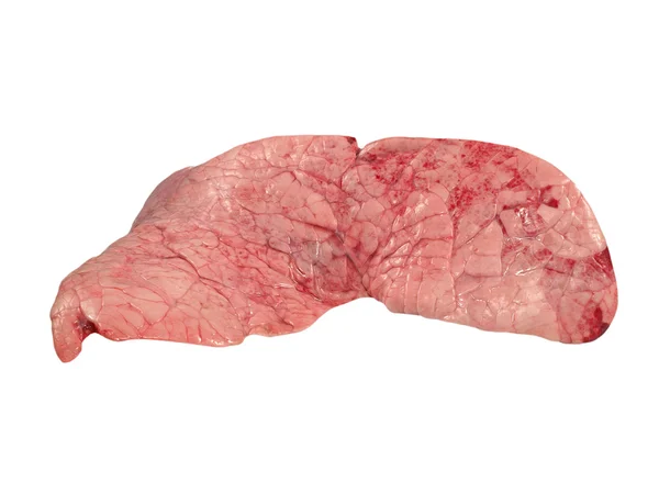 Cow lung. — Stock Photo, Image