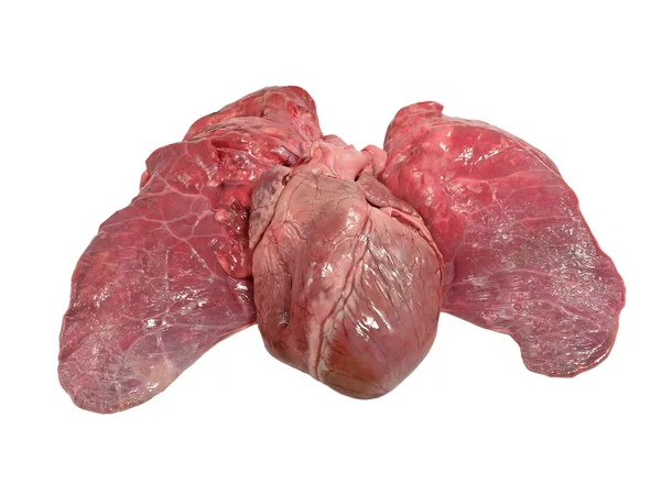 Corazón de cerdo y pulmón . — Foto de Stock