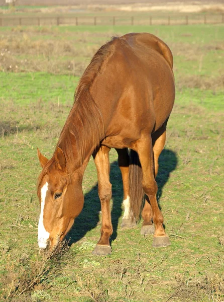 Brun häst. — Stockfoto