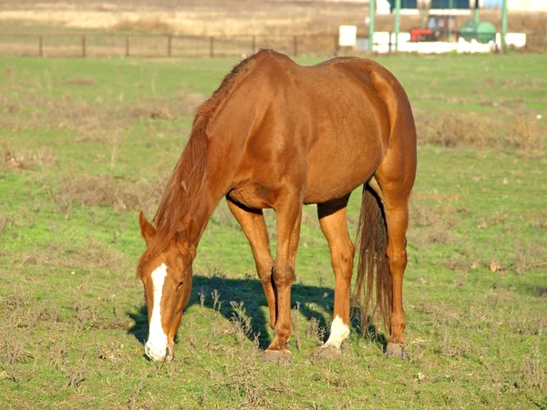 Cavalo castanho. — Fotografia de Stock
