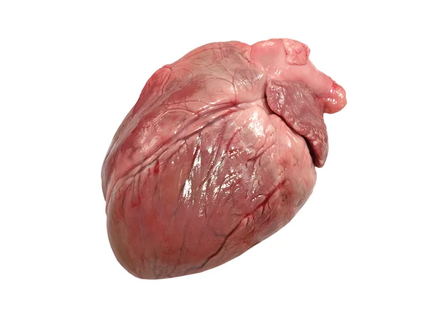 Coração de porco isolado . Imagens De Bancos De Imagens