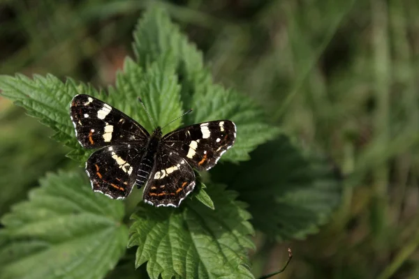 stock image Motyl