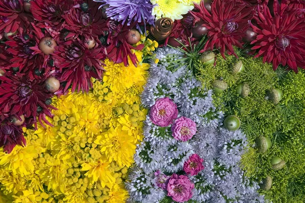 Konsistens av färgglada blommor, natur och skönhet begrepp — Stockfoto