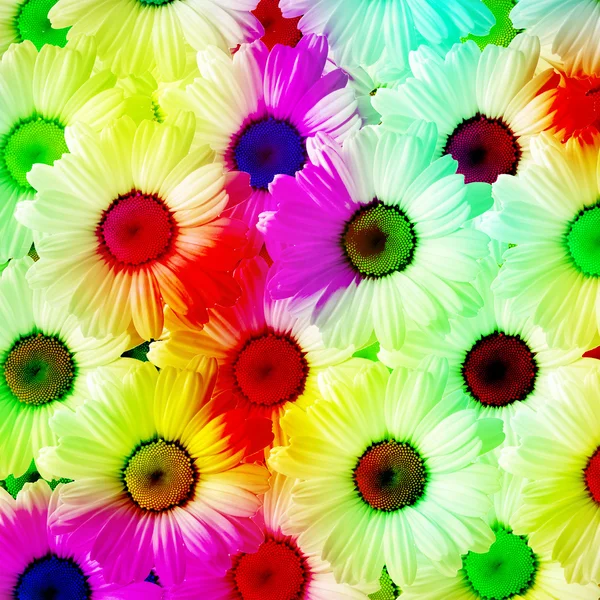 Camomila com belas folhas coloridas — Fotografia de Stock