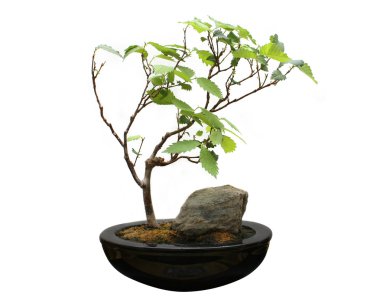 Bonsai beyaz zemin üzerine