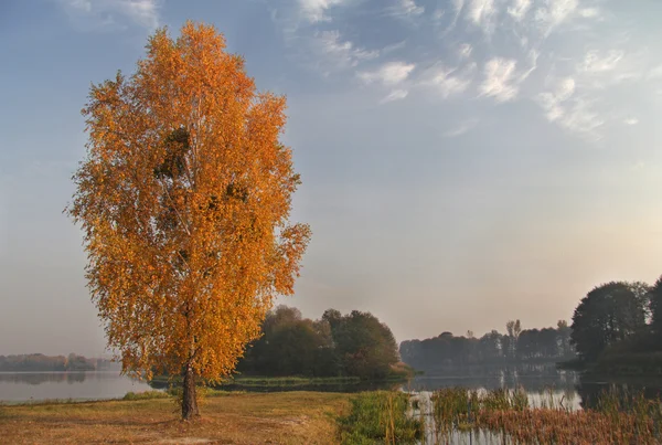 Stock image Autumn Landscape with birch