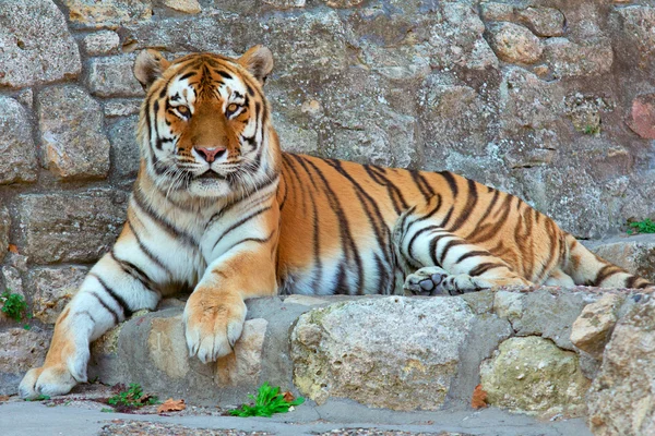 stock image Laying Tiger