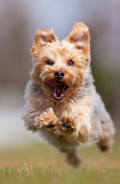 Yorkshire terrier clipart
