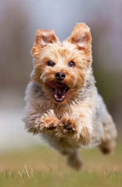 Yorkshire terrier — Photo