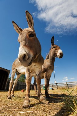 Two donkeys clipart
