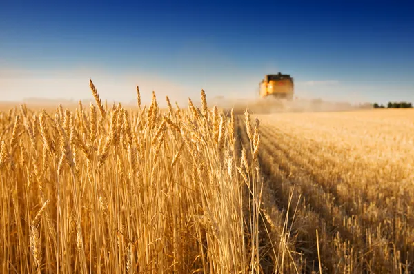 Harvest time — Stock Photo, Image