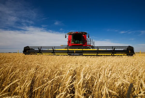 Harvesting wheat — Stock Photo, Image