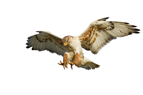 Hawk na bílém pozadí — Stock fotografie