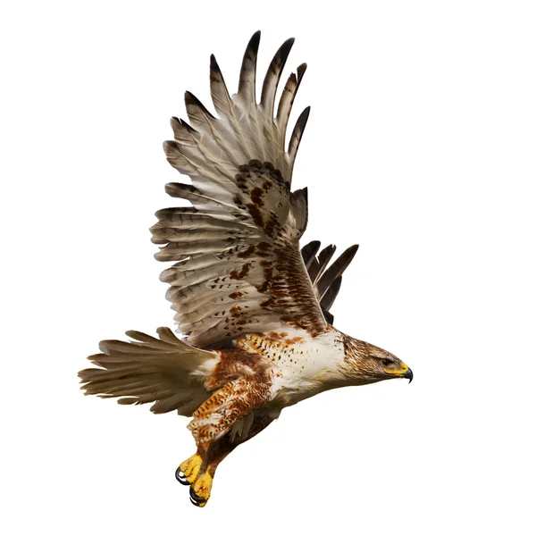 Geïsoleerde hawk tijdens de vlucht — Stockfoto