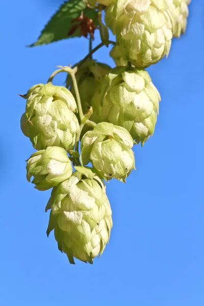 stock image Hop cones over a blue sky