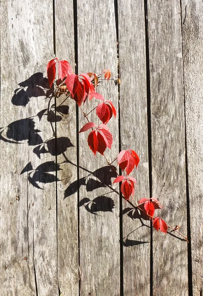 회색 나무 울타리 패널에 야생 포도의 붉은 잎 — 스톡 사진