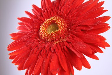 kırmızı gerbera