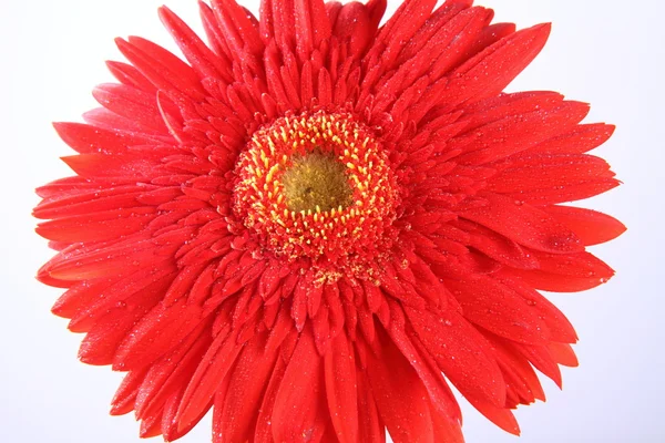 Gerbera roșie — Fotografie, imagine de stoc
