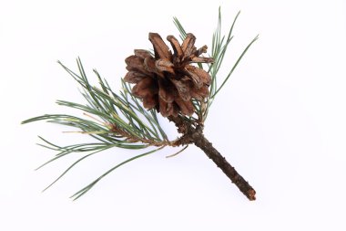 Conifer cone on a branch clipart