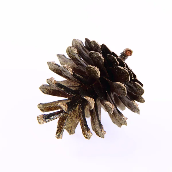 Gouden conifer cone — Stockfoto