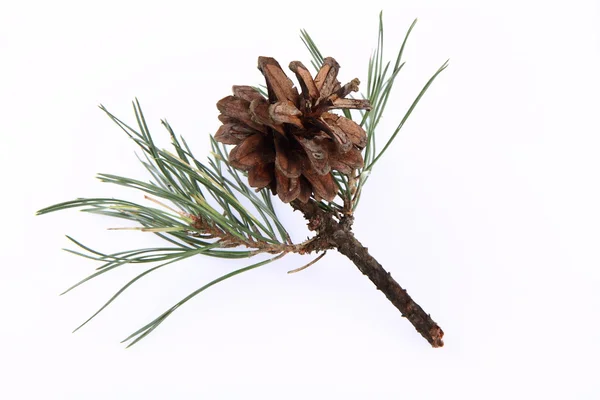 Conifer cone op een tak — Stockfoto