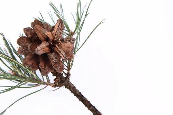 Conifer kon på en gren — Stockfoto