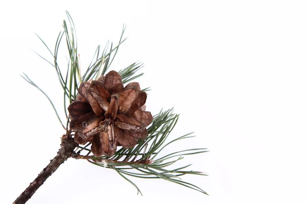 Conifer cone on a branch — Stock Photo, Image