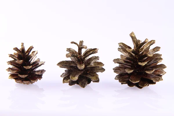 Conifer cones — Stock Photo, Image