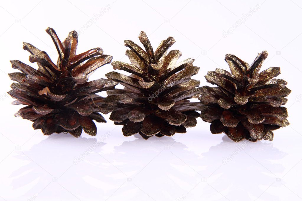 Conifer cones