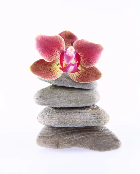 Stenen en orchid — Stockfoto
