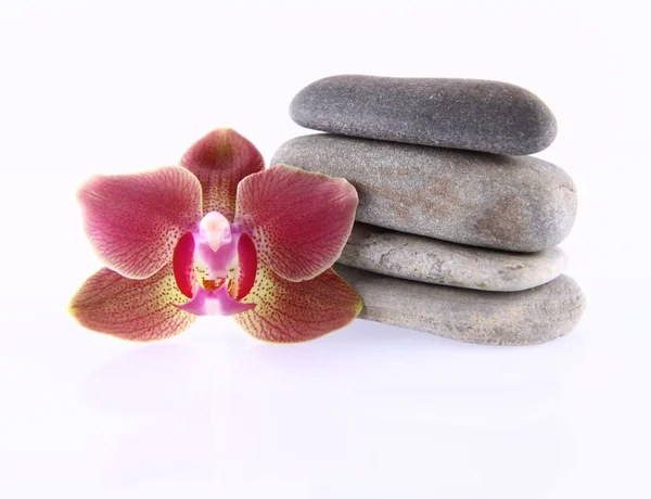 石头和兰花 — 图库照片