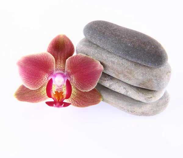 Stones and orchid — Stock Photo, Image