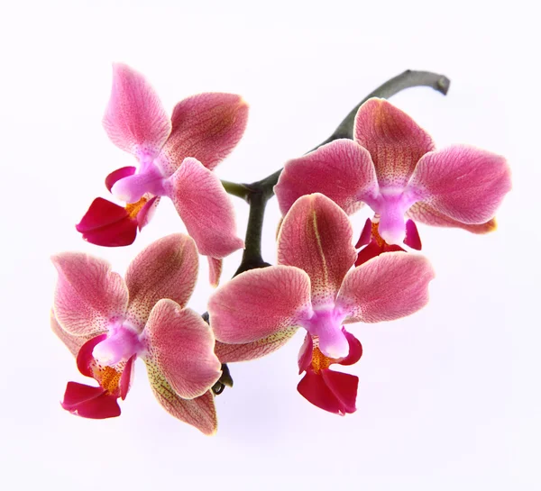 Fiori del Orchid — Foto Stock