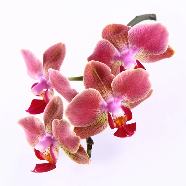 Orkideblomster - Stock-foto